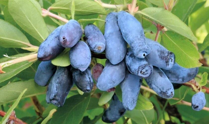 Жимолость съедобная