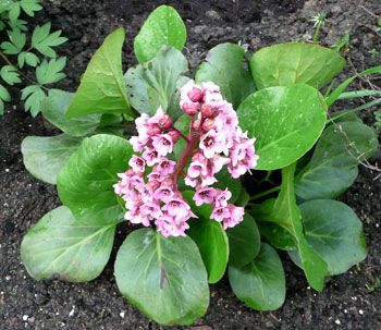 Бадан, выращивание и размножение бадана в саду