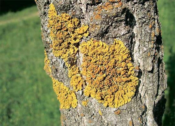 Болезни яблонь и груш и их лечение — фото