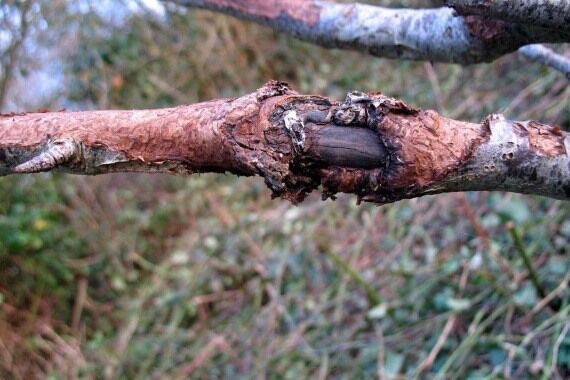 Болезни яблонь и груш и их лечение — фото