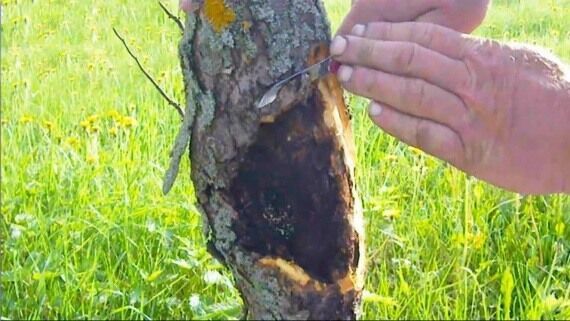 Болезни яблонь и груш и их лечение — фото