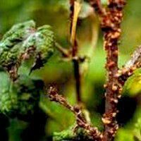 Болезни смородины — фото и борьба с ними