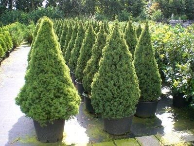 Быстрорастущие деревья для загородного участка