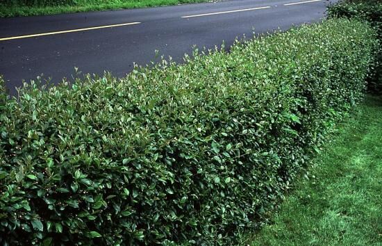 Быстрорастущие кустарники - прекрасная живая изгородь