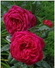 Бывают ли розы черными или синими — сорта