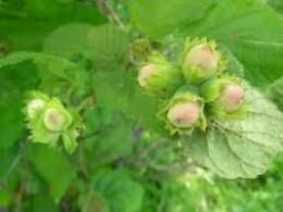 Cаженцы фундука