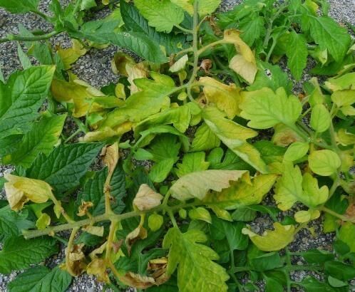 Чего не хватает томатам — фото