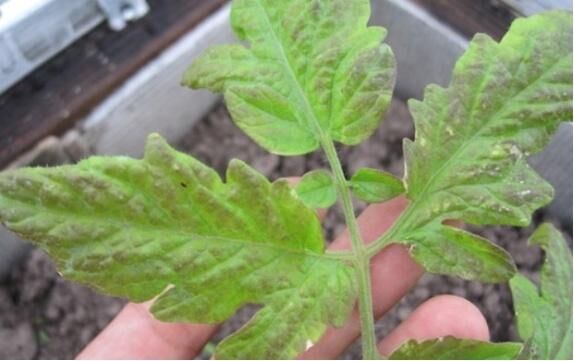 Чего не хватает томатам — фото