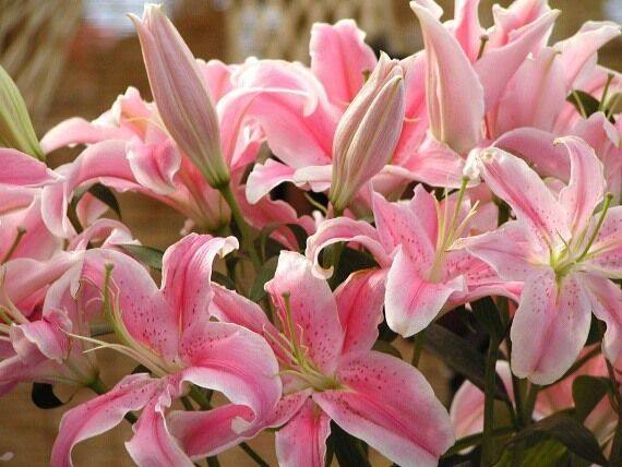 Чем подкормить лилии весной для пышного цветения в саду