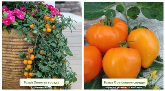 Чем полезны желтые томаты. Лучшие сорта.