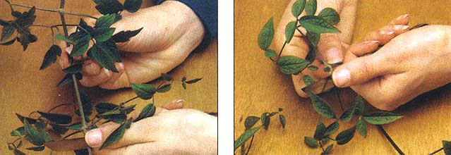 Черенкование клематисов,  фото