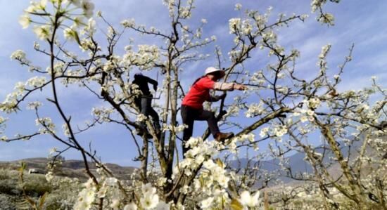 Черешня подарок Степанову, особенности сорта, отзывы и правила ухода