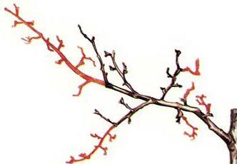 Что делать, если деревья подмерзли?