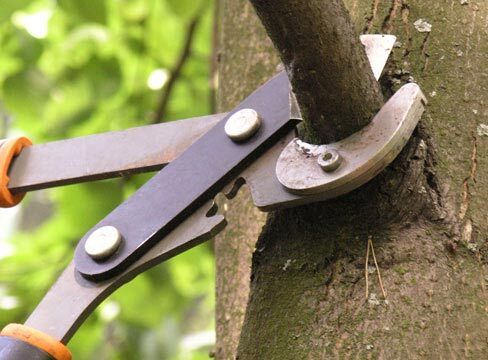 Что делать, если деревья подмерзли?