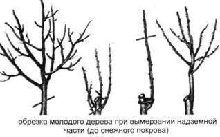 Что делать, если деревья подмерзли?