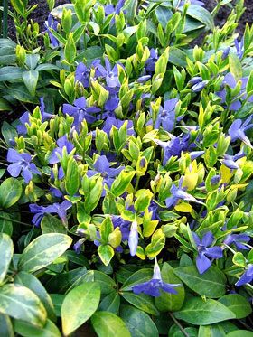 Что такое барвинок, виды и особенности