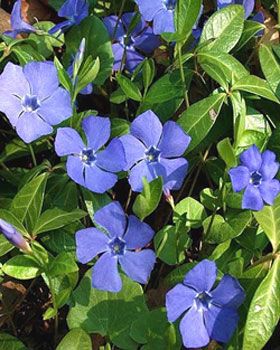 Что такое барвинок, виды и особенности