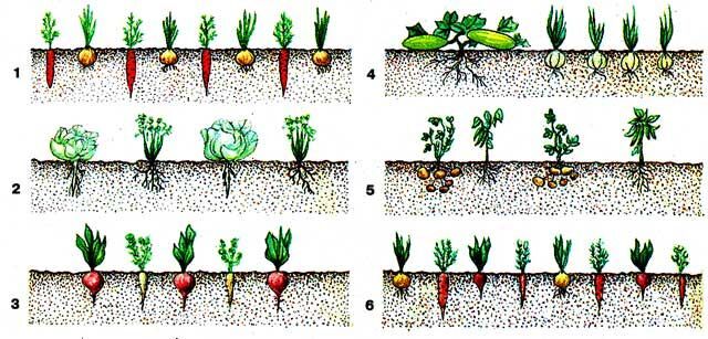 Что такое уплотненные посевы, какие овощи уживаются друг с другом