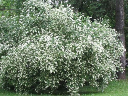 Чубушник: сорта, описание и особенности