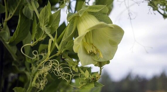 Цветы для арок на даче — фото