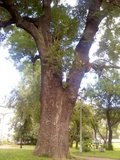 Дерево ясень на фото