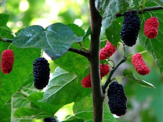 Дерево тутовник, в чем польза ягод и листьев, как посадить и вырастить шелковицу