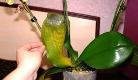 Фундазол - инструкция по применению, отзывы садоводов об эффективности