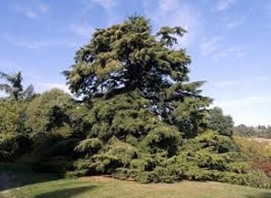 Где растет настоящий кедр, ведь в России растет сибирская сосна