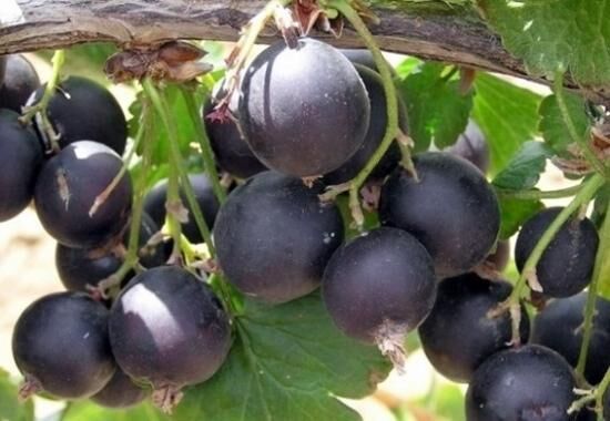 Гибрид крыжовника и смородины: особенности сорта и ухода