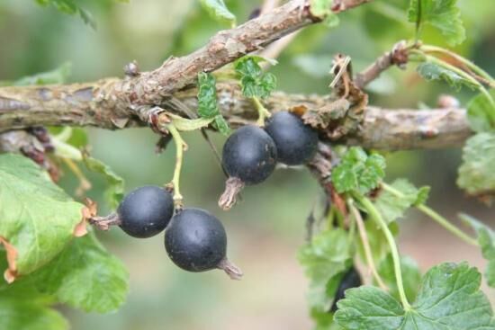 Гибрид крыжовника и смородины: особенности сорта и ухода