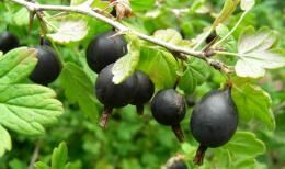 Гибрид крыжовника и смородины: особенности сорта и ухода