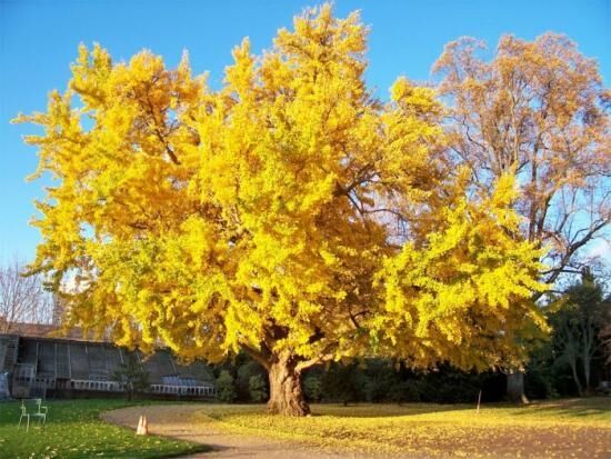 Гинкго Билоба - реликтовое дерево с уникальными свойствами