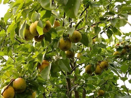 Груша Северянка в любительском саду