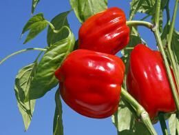 Химический состав, пищевая ценность и полезный свойства сладкого перца