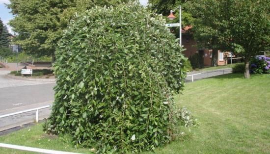 Ива козья Пендула: посадка и рекомендации по уходу за ней