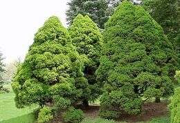 Изысканная ель канадская Коника: посадка и уход