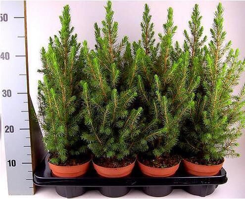 Изысканная ель канадская Коника: посадка и уход