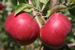 Яблоня энтерпрайз: особенности сорта и правила выращивания