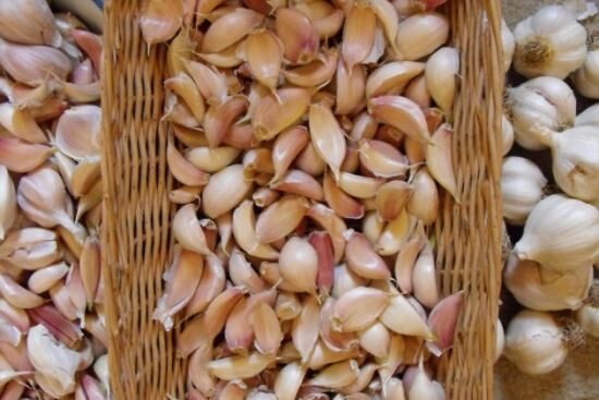 Яровой чеснок или озимый? Как их выращивать?