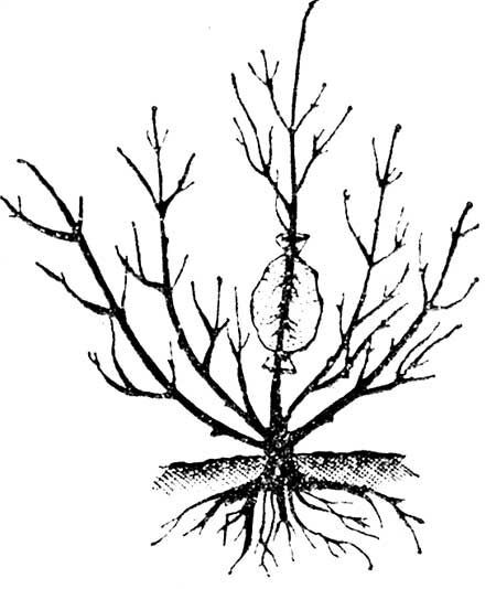 Как  быстро вырастить саженцы, совет специалиста