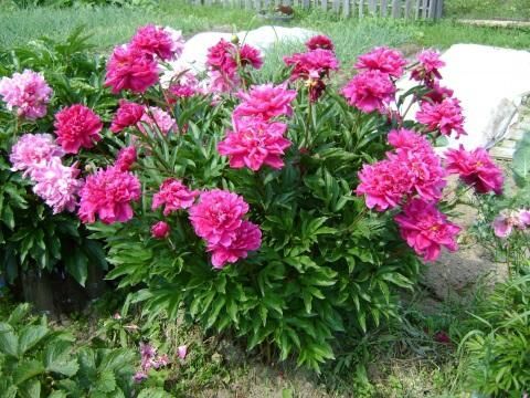 Как делить пионы при пересадке