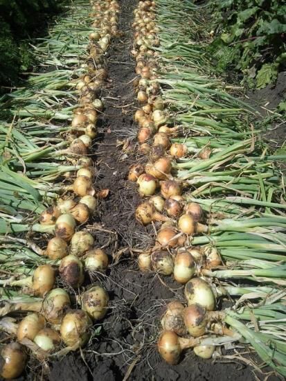 Как хранить лук зимой: основные правила хранения и полезные советы