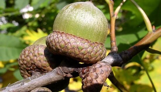 Как из желудя вырастить дуб: пошаговая инструкция