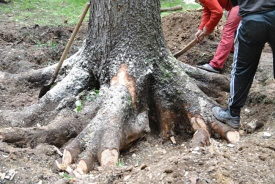 Как избавиться от пенька дерева без корчевания, применяя химические препараты