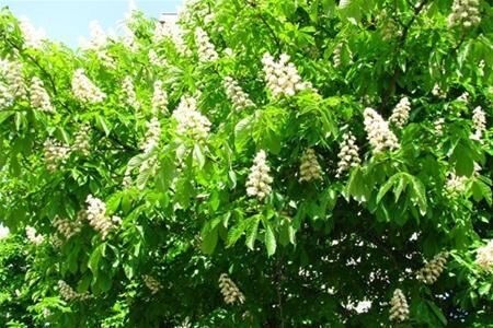 Как посадить каштан, чтобы из плода выросло полноценное дерево