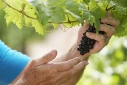 Как правильно обрабатывать и ухаживать за виноградной лозой