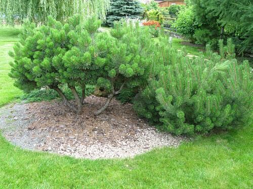 Как провести размножение сосны в домашних условиях?