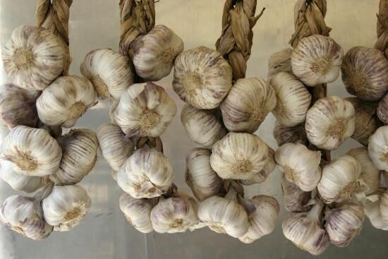 Как сажать чеснок под зиму: когда высаживать и как подготовить к посадке