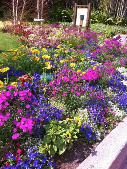 Как создать клумбу непрерывного цветения состоящую из многолетников