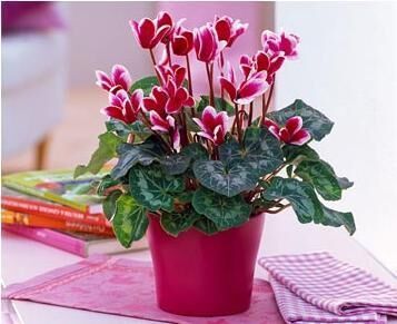 Как ухаживать за циламеном